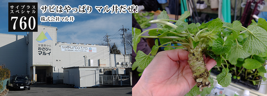 [サイプラススペシャル]760 サビはやっぱり マル井だぜ！ 安曇野の地　安曇野の水