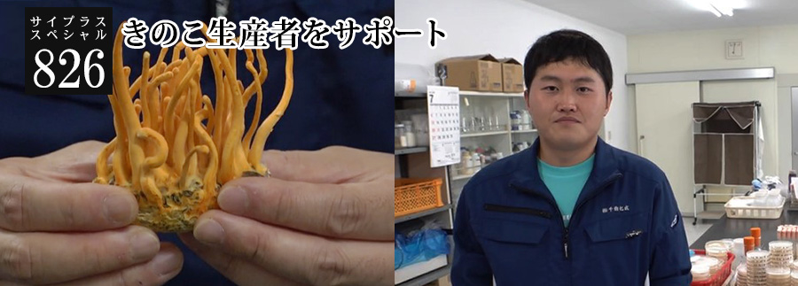 [サイプラススペシャル]826 きのこ生産者をサポート 