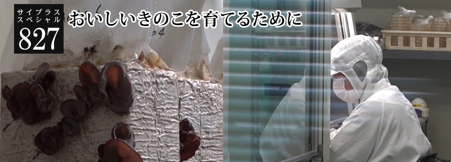 [サイプラススペシャル]827 おいしいきのこを育てるために 