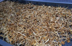 【乾燥キノコ】甘シャキ味えのき