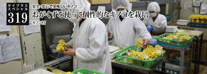 [サイプラススペシャル]319 安全・安心で美味しいキノコ おがくずを使って個性的なキノコを栽培
