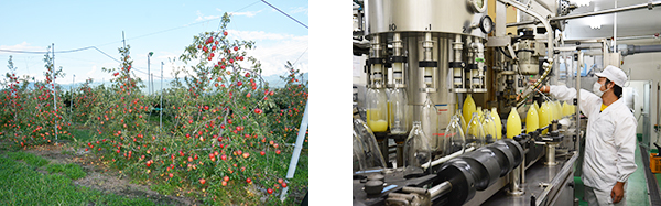 リンゴ園写真 製造工程写真