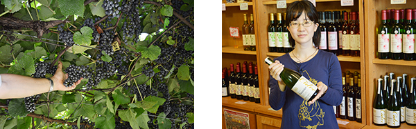 山葡萄 シードル