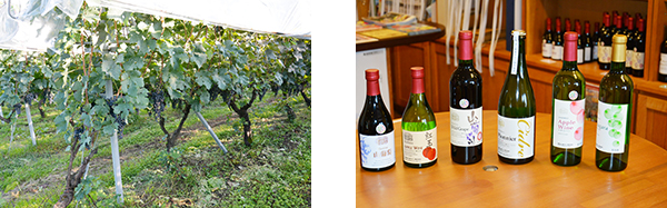 ワイン畑 ワイン製品