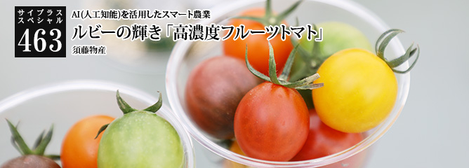 [サイプラススペシャル]463 ルビーの輝き「高濃度フルーツトマト」 AI(人工知能)を活用したスマート農業