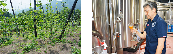 ホップ栽培・テイスティング